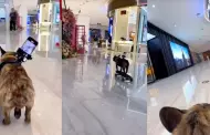 Fenomenal! 'Perro skater' sorprende a personas en centro comercial: "Una mquina"