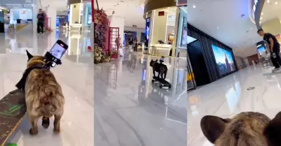 'Perro skater' sorprende a personas en un centro comercial.