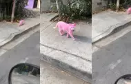 Como una caricatura 3D! 'Gato rosa' camina por la calle y usuarios reaccionan: "Invntense un filtro"