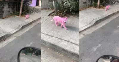'Gato rosa' asombra a cibernautas al caminar por la calle.