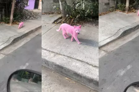 'Gato rosa' asombra a cibernautas al caminar por la calle.