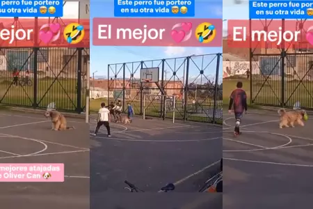 Perro causa sensacin al 'tapar goles' como un profesional.