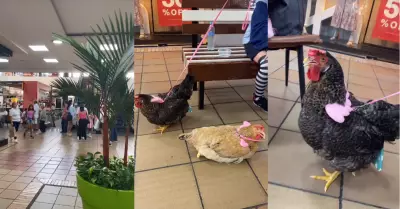 Personas pasean con gallinas en el mall.