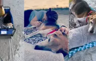 "Mi corazn siempre estar contigo": Perrito viejito recibe una conmovedora despedida junto al mar