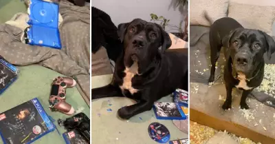 Perrita se hace viral por destruir los videojuegos de su dueo.