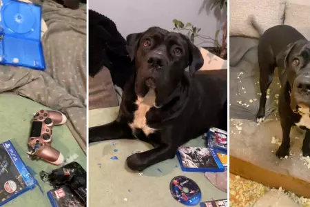 Perrita se hace viral por destruir los videojuegos de su dueo.