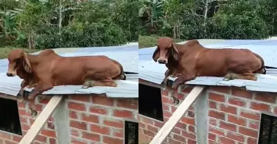 Inexplicable! Una vaca lleg hasta el techo de la casa de sus dueos.