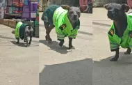 Perro peruano sin pelo causa sensacin al vestir como agente del orden: "Respetos, mi oficial"