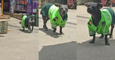 Perro peruano sin pelo causa sensacin al vestir como agente del orden.