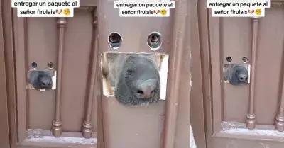 Perro recibe pedido por singular puerta.