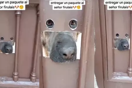 Perro recibe pedido por singular puerta.