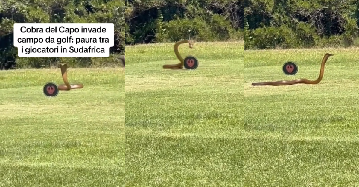 ¡De terror! Mujer captó a una cobra venenosa ingresando furiosa a un campo de golf: "Cobra Kai"