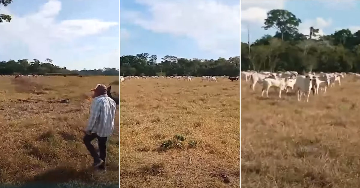 "El ganado se muere": Ganaderos de Madre de Dios exigen "plan de contingencia" ante alarmante sequía