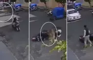 Qu tal precisin! Perrito se vuelve viral tras lanzarse de una terraza y derribar a un motociclista