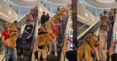 Clientes de un mall causan revuelo al cargar a sus perros golden retriever.