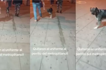 Perrito del Metropolitano fue visto sin su uniforme: "No puede ser!"