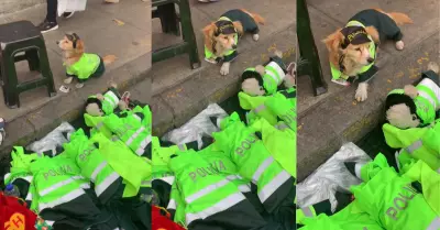 Perrito vestido de polica 'vende' ropa para mascotas en calles.