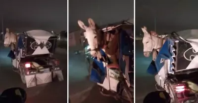 Burro viaja en mototaxi en Piura y usuarios 'trolean a Reynoso'.