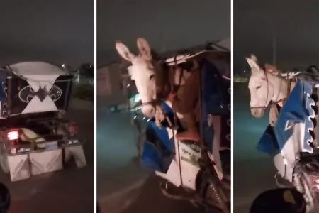 Burro viaja en mototaxi en Piura y usuarios 'trolean a Reynoso'.