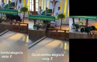Perrito asombr al entrar a iglesia para escuchar misa y usuarios reaccionan: "Firulais, es ms creyente que yo"