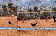 Perro asombra al jugar vley playa como todo un profesional: "Firulais, el mejor armador"