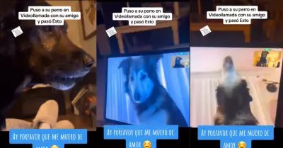 Perro enternece en TikTok al 'hacer videollamada' con su amigo.