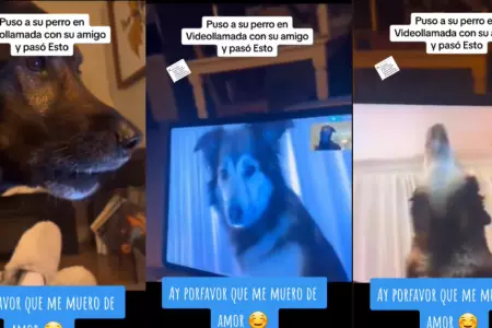 Perro enternece en TikTok al 'hacer videollamada' con su amigo.