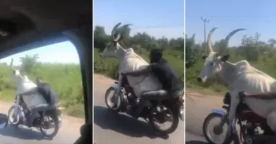Hombre sorprende a los dems conductores al llevar un toro en su moto.