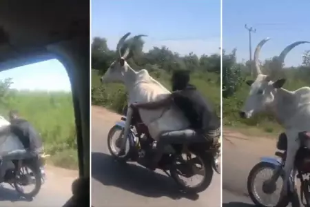 Hombre sorprende a los dems conductores al llevar un toro en su moto.