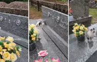 Perrito conmueve al visitar todos los das la tumba de su dueo: "Ni la muerte los separ"