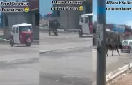 Mototaxi 'torito' sorprende al pasear a una vaca en la calle: "Qu fue mano?"