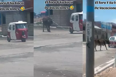 Mototaxi 'torito' sorprende al pasear a una vaca en la calle.