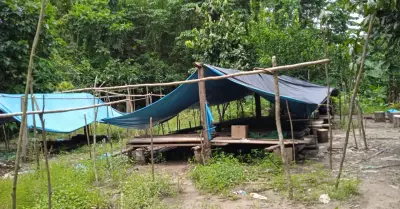 Informe revela cmo crimen organizado se est apoderando de la Amazona