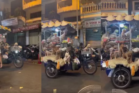 Hombre sorprende al manejar mototaxi 'repleto' de perros: "La ruta al cielo"