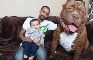 (VIDEO) Pesa casi 80 kilos! Conoce a 'Hulk', el pitbull ms grande del mundo que se ha vuelto tendencia en internet