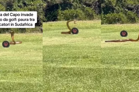 Cobra ingresa a campo de golf.