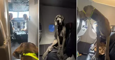 Compra tres asientos de avin para viajar con su perro en cabina.