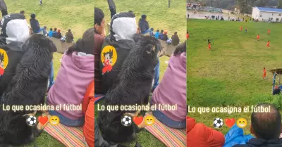 Perro sorprende al observar atentamente un partido en su comunidad.