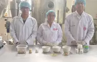 Nuevo Chimbote: Alumnos de la Universidad Nacional del Santa elaboran gomas dulces de tocosh y cushuro