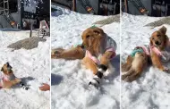 Dueos llevan a perrita golden paraltica a la nieve y su reaccin se vuelve viral: "Un pellizco al corazn"