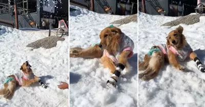 Olivia, golden retriever paraltica, juega en la nieve.