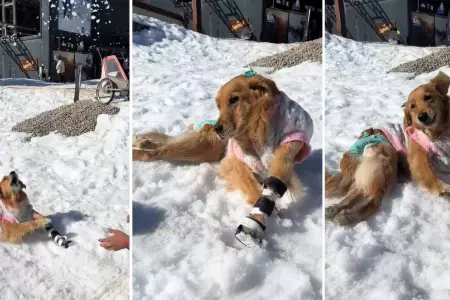 Olivia, golden retriever paraltica, juega en la nieve.