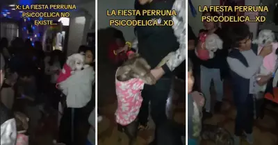 Joven organiza fiesta psicodlica a su perrito.