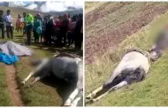 Tragedia en ncash: Pareja de esposos y su caballo pierden la vida tras ser alcanzados por un rayo