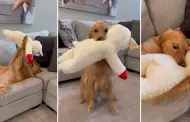 "Como todo un bebé": Perrito golden retriever conmueve por la forma en que juega con su peluche