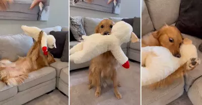 Golden retriever juega con su peluche y se roba las miradas.