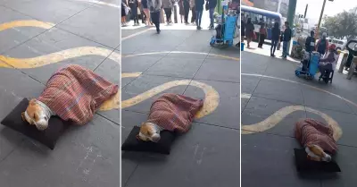 Perrito duerme de forma peculiar en San Carlos, SJL.