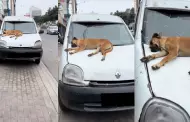 Perro causó sensación al quedarse dormido sobre el capot de un auto: "Es parte del modelo"