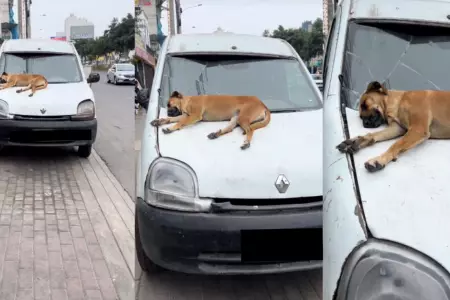 Perro duerme sobre capot de auto.