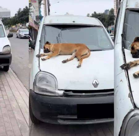 Perro duerme sobre capot de auto.